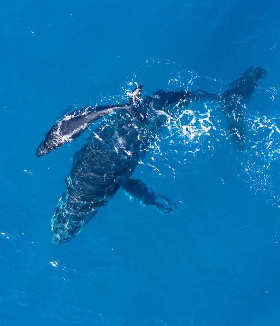 Ballena azul en la costa de Hawaii